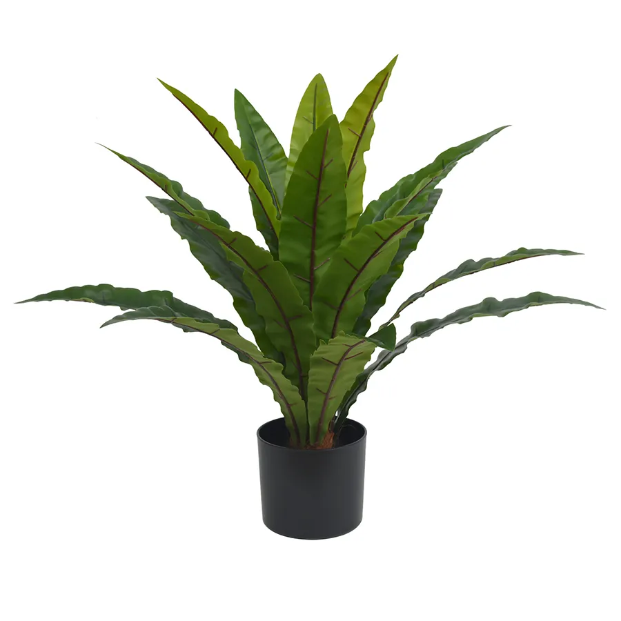 Birds Nest Fern Plant 70 cm