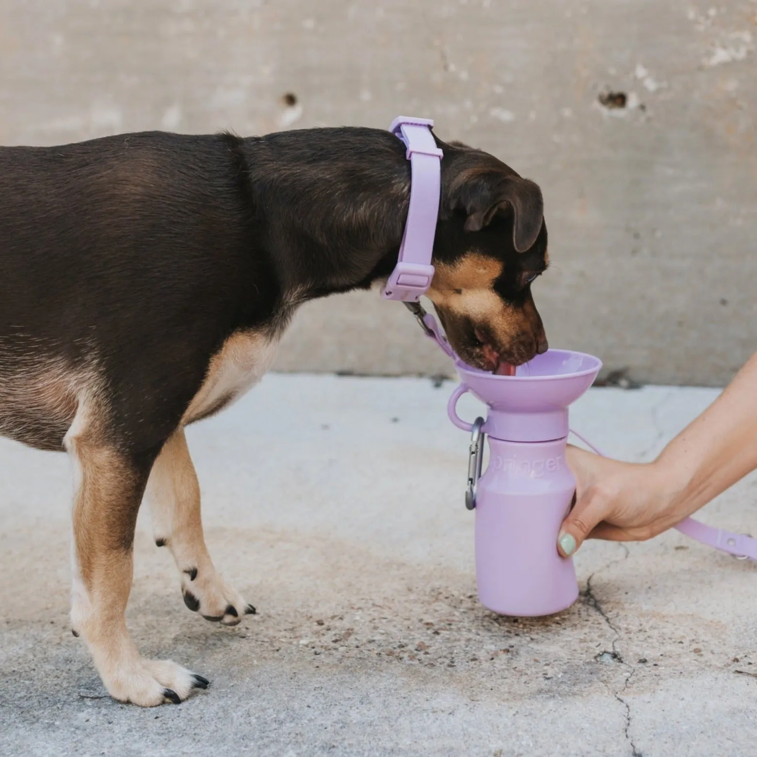 Mini Dog Travel Bottle